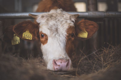 Portrait of cow