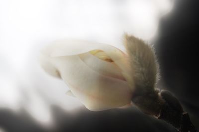 Close-up of white flowers