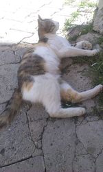 Cat resting on bed