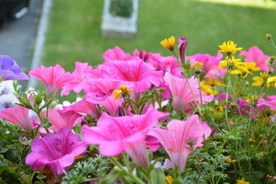Close-up of pink flowers growing in field