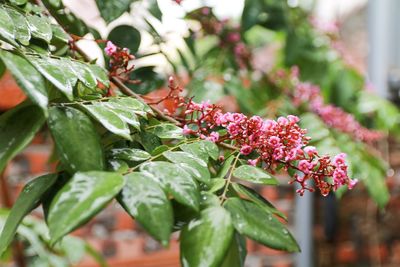 Close-up of pink flowering plant