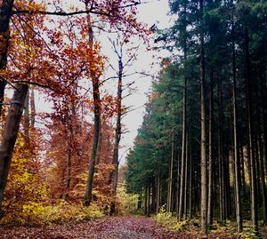 Trees in forest against sky