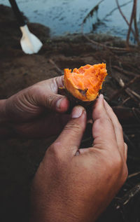 Close-up of hand holding orange flower