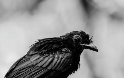 Close-up of a bird