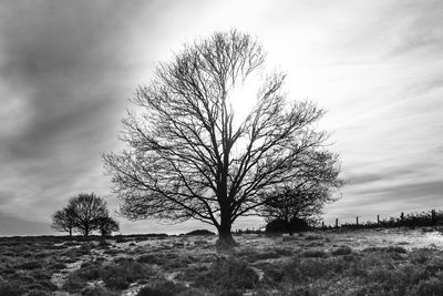 Bare tree on field against sky