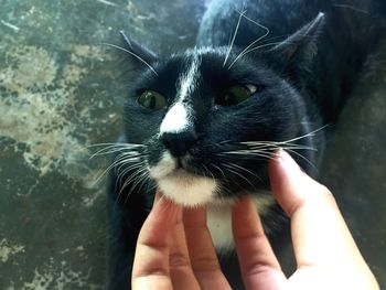 Cropped image of hand holding cat