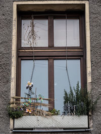 Plants against window