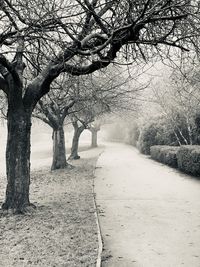 Bare trees on footpath during winter