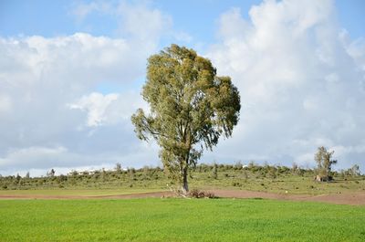 Tree on field against sky