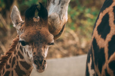 Close-up portrait of a horse