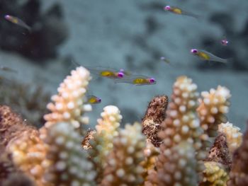 Red eye goby 