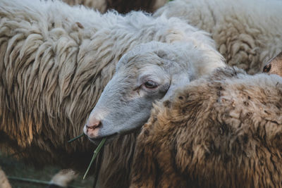 Close-up of sheep