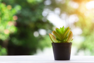 Close-up of potted plant on table