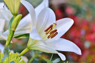 Close-up of white flowering plant