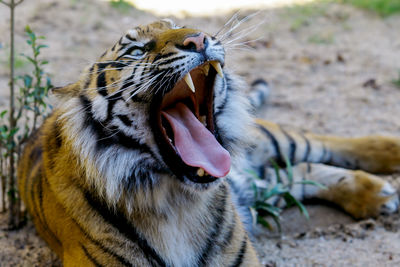 Close-up of tiger roaring