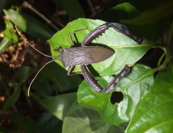 Close-up of insect on plant