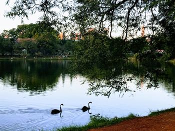 Ducks swimming in lake