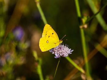 Close-up of butterfly pollinating on purple flower