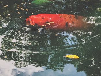 High angle view of fish swimming in lake