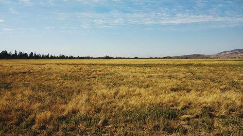 Scenic view of field against sky