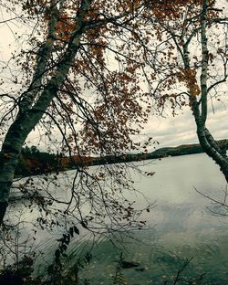 Reflection of tree in calm lake