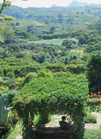 Scenic view of green landscape