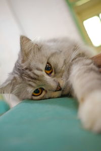 Close-up portrait of cat lying down