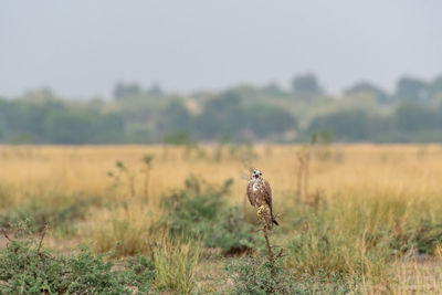 Bird on a field