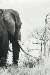 View of elephant on field