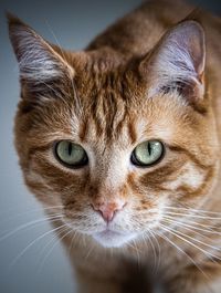 Close-up portrait of a cat