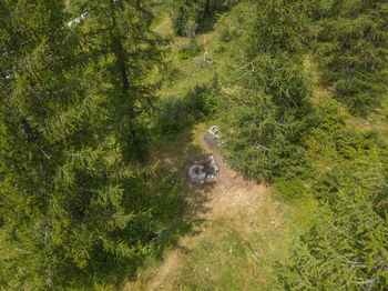 High angle view of birds on land