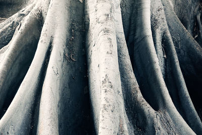 Full frame shot of bamboo trees