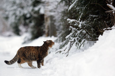 Domestic cat walking outside in snowy winter day. cat is looking in the tree covered by snow. 