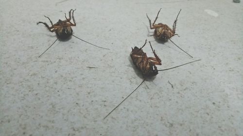 High angle view of insect
