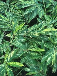 Full frame shot of fresh green plant