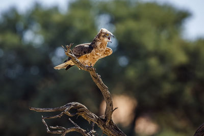 Close-up of bird perching on branch