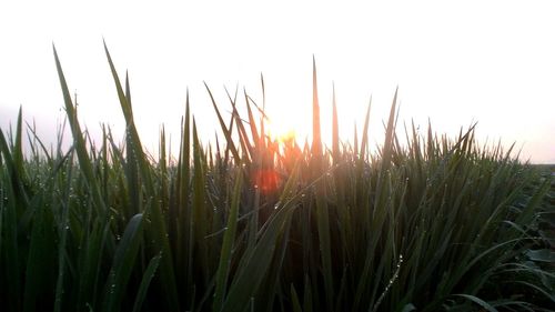 Scenic view of field against sky at sunset