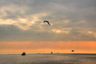 Silhouette birds flying over sea against sky during sunset