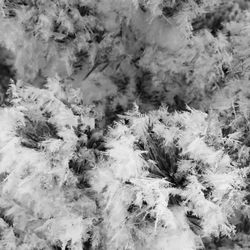 Full frame shot of frozen plants