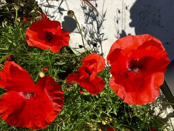 Close-up of red poppy flower