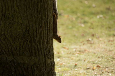 Close-up of tree trunk