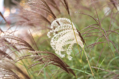 Close-up of frozen plant