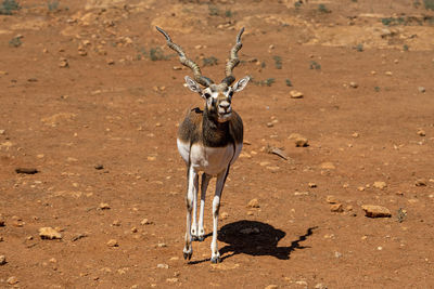 Deer standing on field