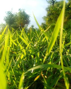 Close-up of fresh green plants in field against sky