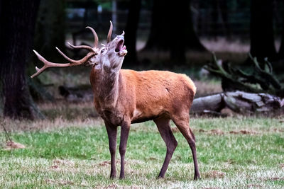 Deer standing in a field