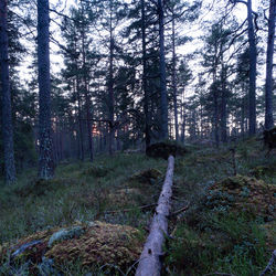Scenic view of forest