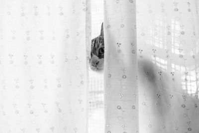 Portrait of cat peeking through white curtain