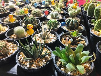 High angle view of potted plants