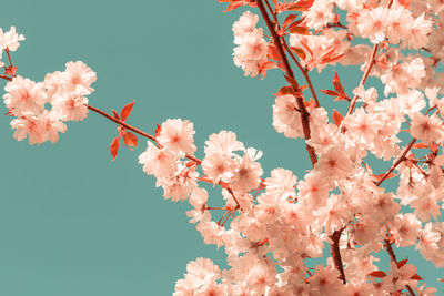 Close-up of pink cherry blossoms in spring