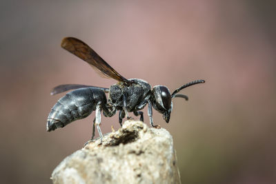 Image of black wasp on the stump on nature background. insect. animal.